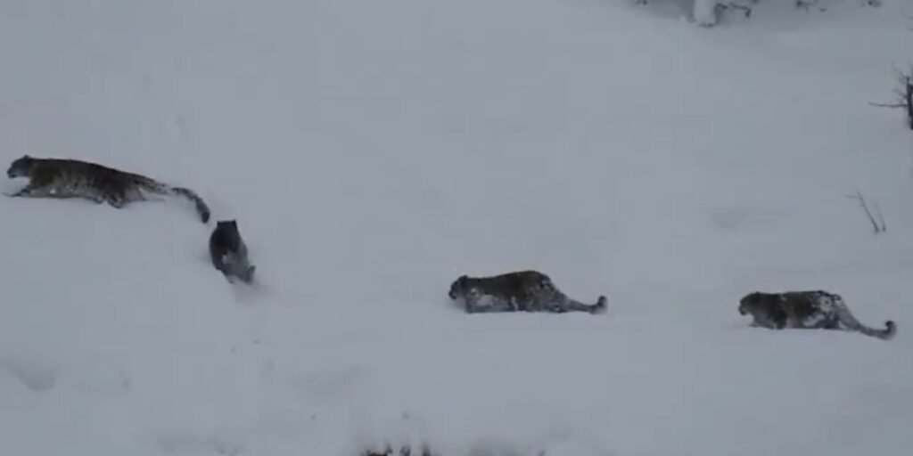 Snow Leopards