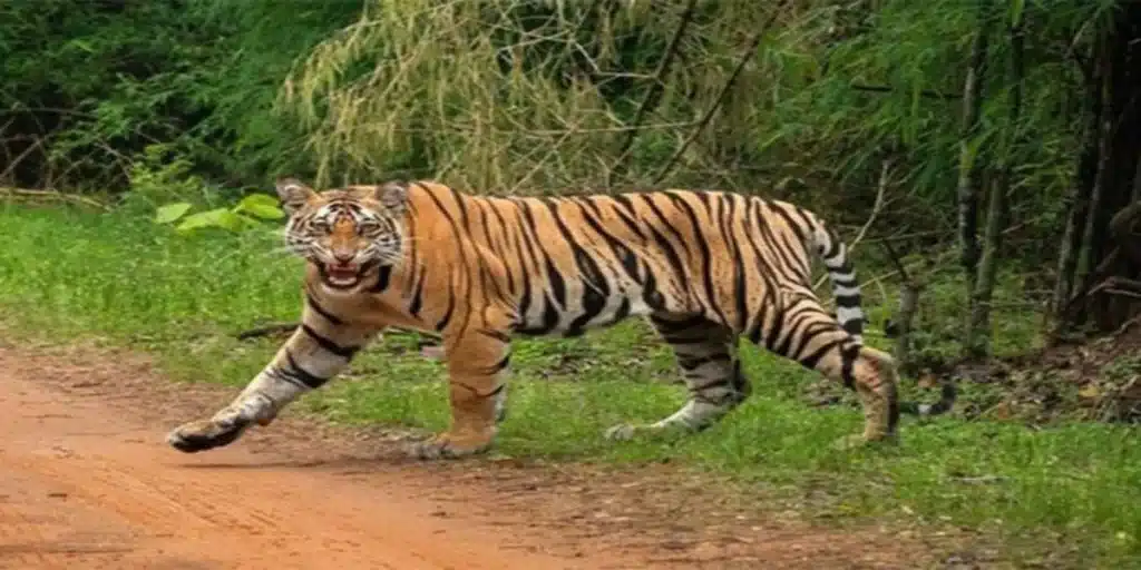 Tiger Safari