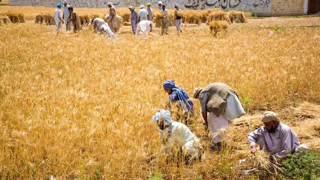 Agriculture