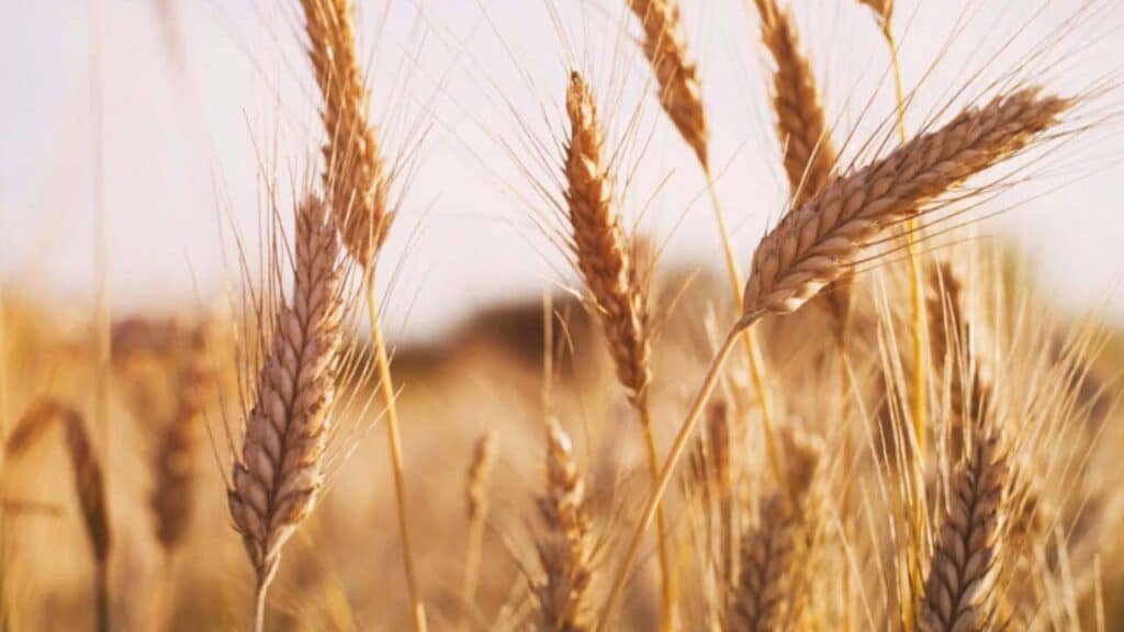 Farmers abandon wheat for profitable crops