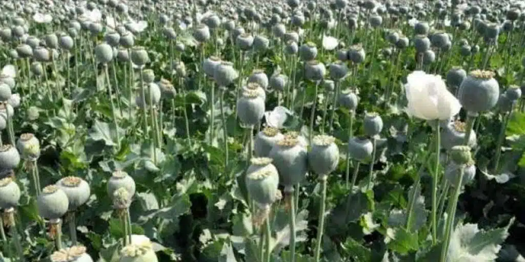 Poppy cultivation