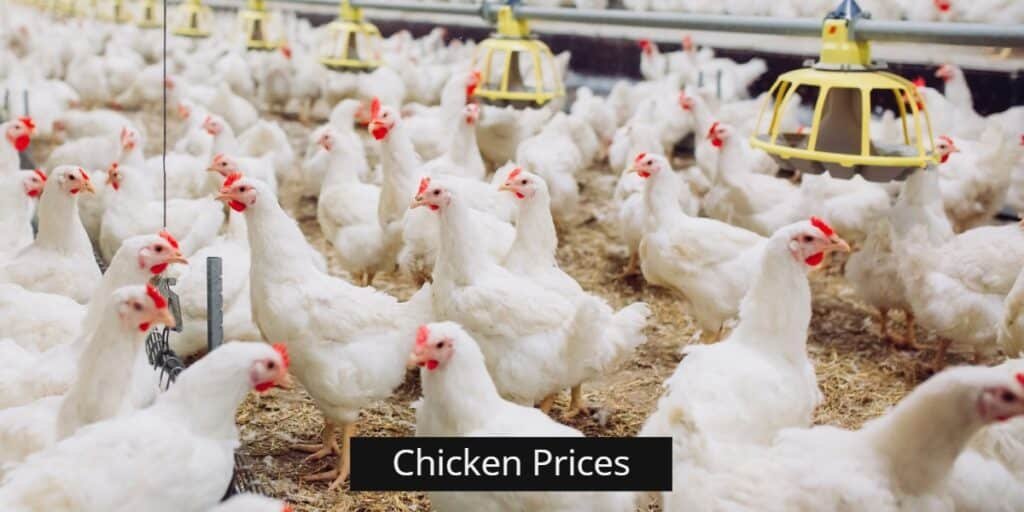 Pakistan sees dramatic rise in chicken prices
