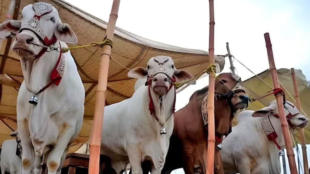 Islamabad Cattle Markets