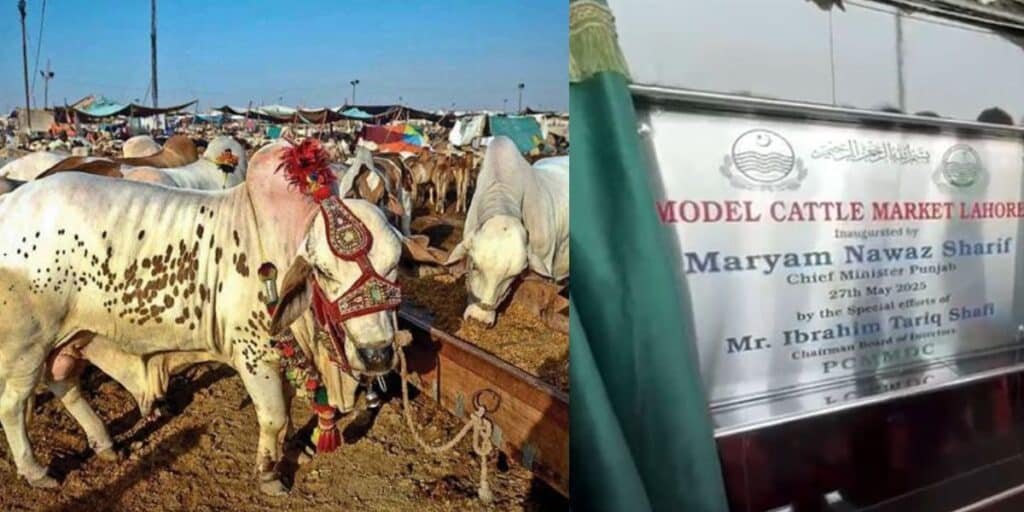 cattle market in Lahore