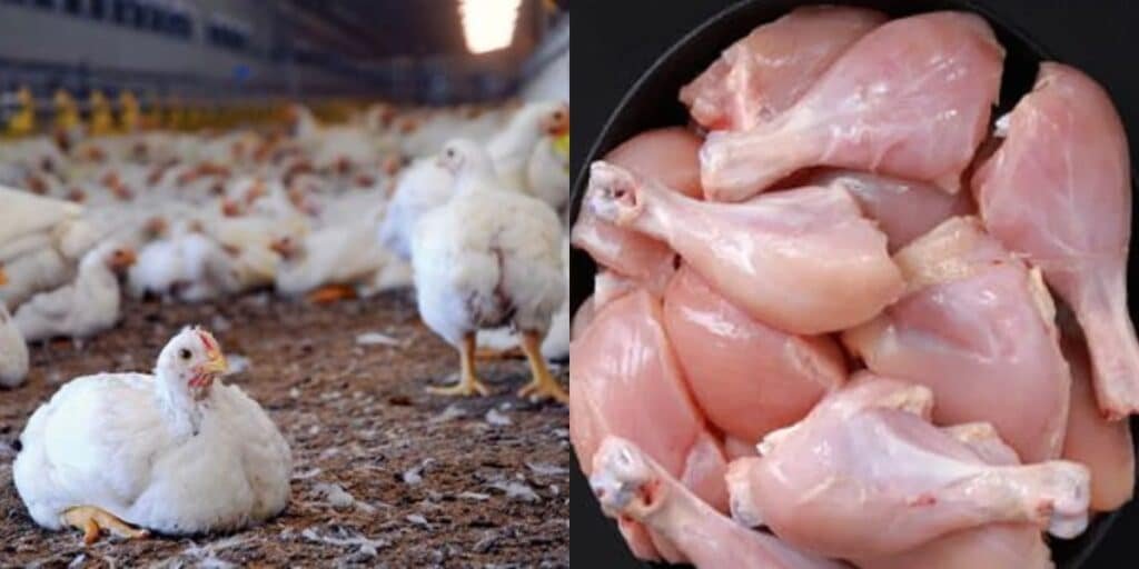 Chicken prices surged in Lahore