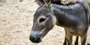 Donkey meat