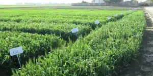Heavy rains in Punjab