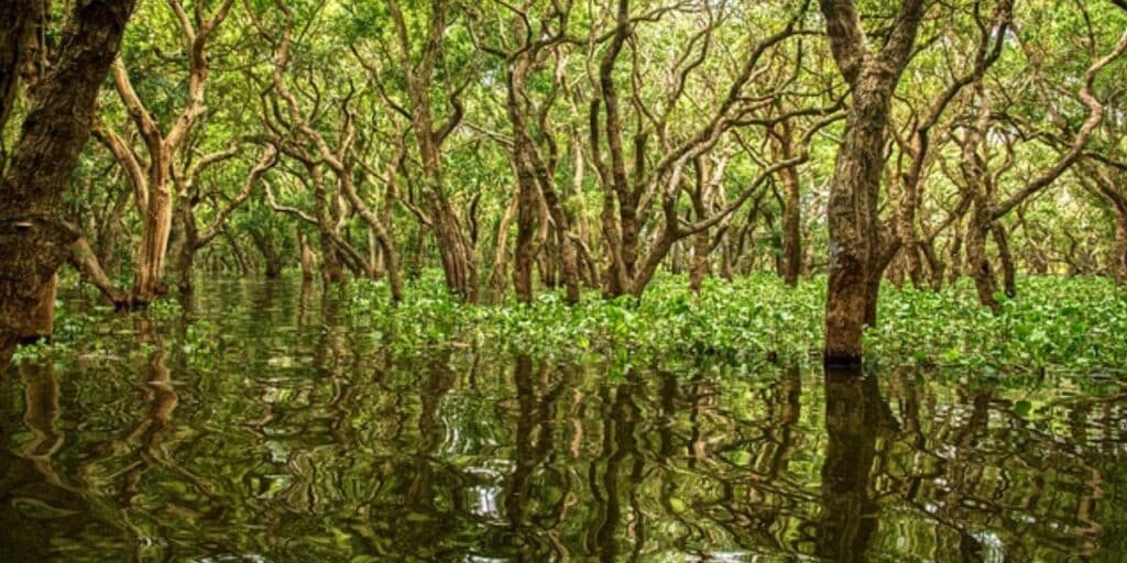 Mangroves offer Pakistan millions in revenue, climate protection
