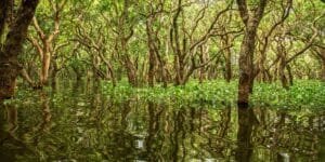 Mangroves offer Pakistan millions in revenue, climate protection