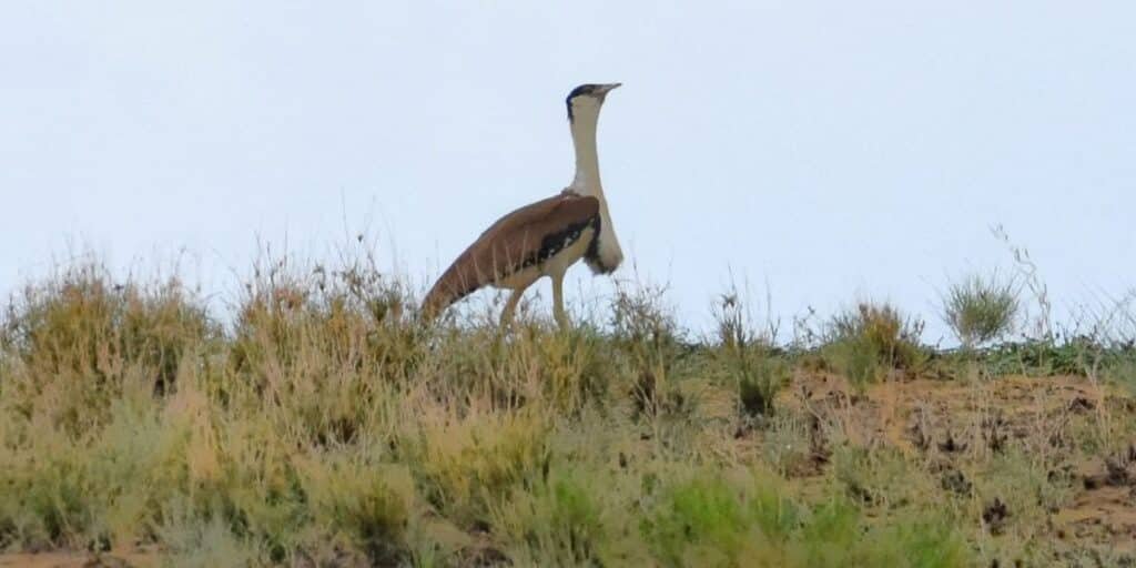 Six critically endangered Great Indian Bustards spotted in Pakistan’s Cholistan desert