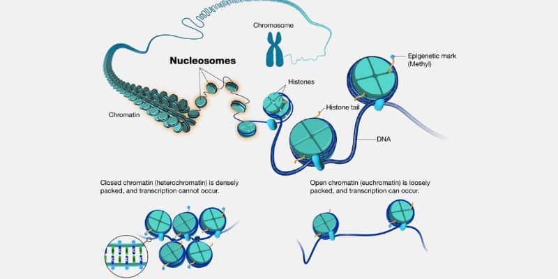 DNA Packing and Nucleosomes