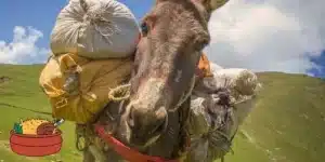 donkey meat